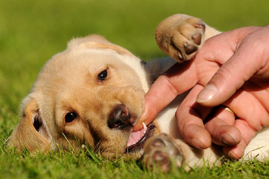 cucciolo di labrador morde un dito