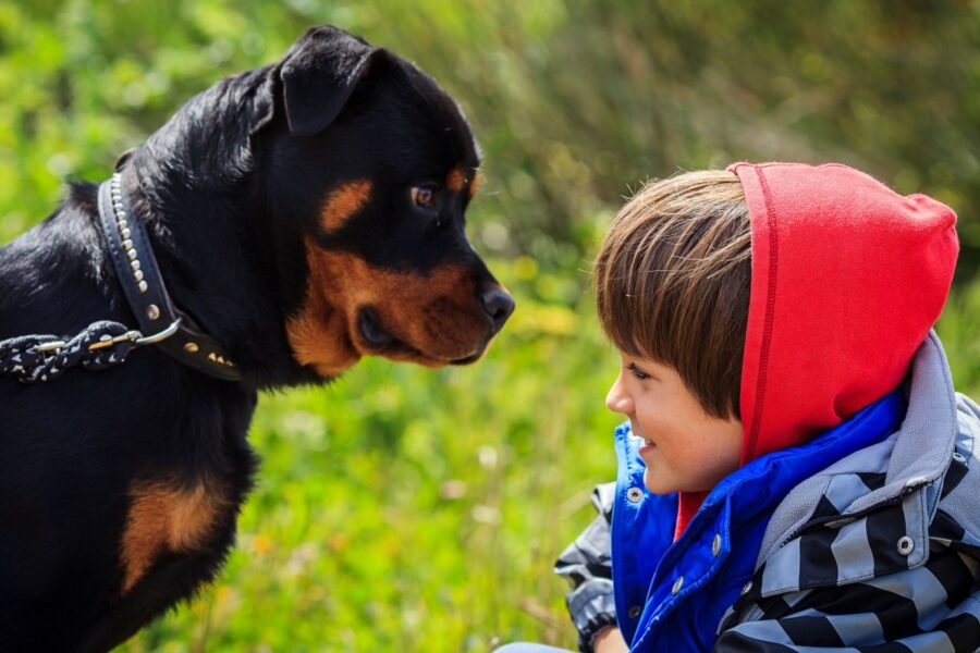 cane nero guarda un bambino