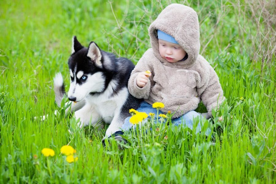 cucciolo di cane con un bambino piccolo