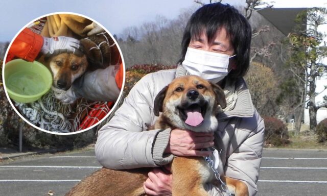 Un cucciolo di cane sopravvive ad uno tsunami in Giappone (VIDEO)