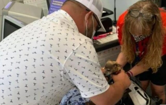 Il cucciolo di chihuahua Icky si è intrufolato all’interno della valigia dei suoi proprietari