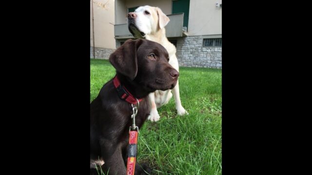 Il cucciolo di Labrador Diana incontra Thor per la prima volta (VIDEO)