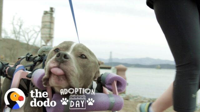 Un cucciolo di Pitbull adulto rinasce dopo l’adozione (VIDEO)