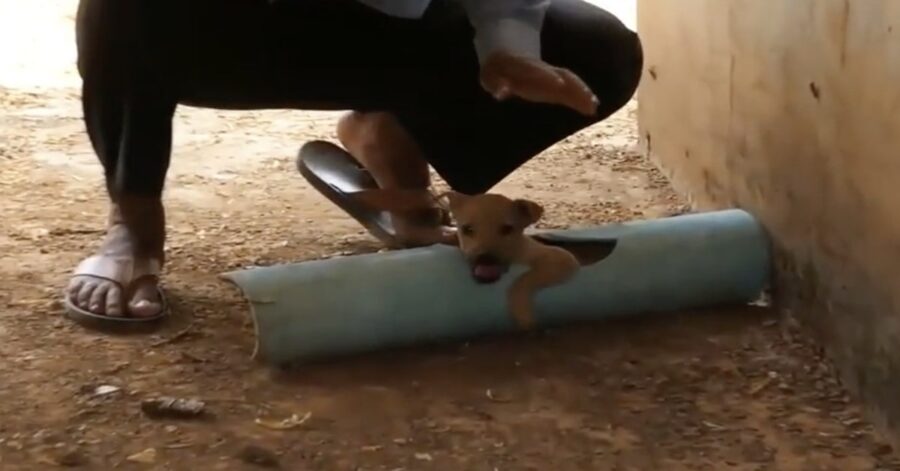 uomo salva un cucciolo