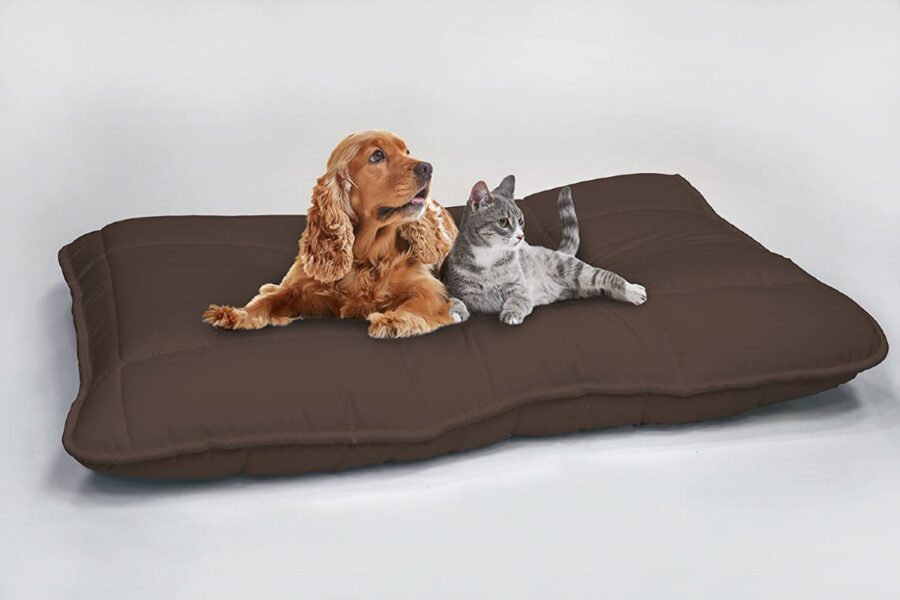 cane e gatto su cuscinone