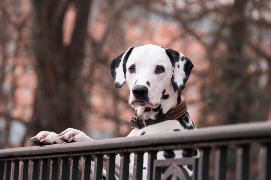 cane affacciato al balcone