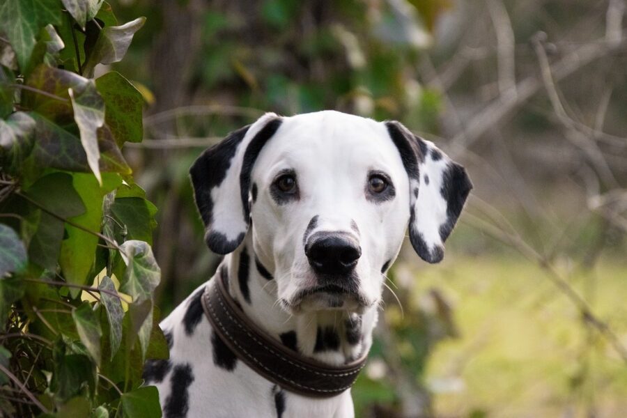 cane tra le piante