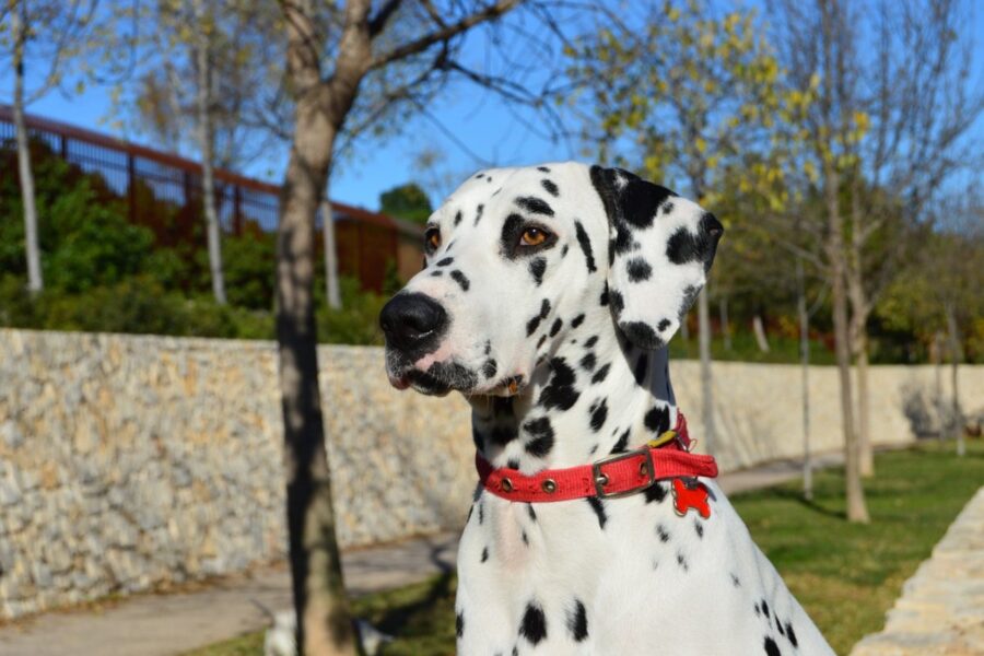 dalmata col collare rosso