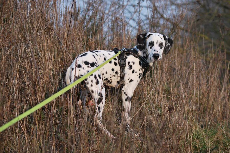 cane al guinzaglio