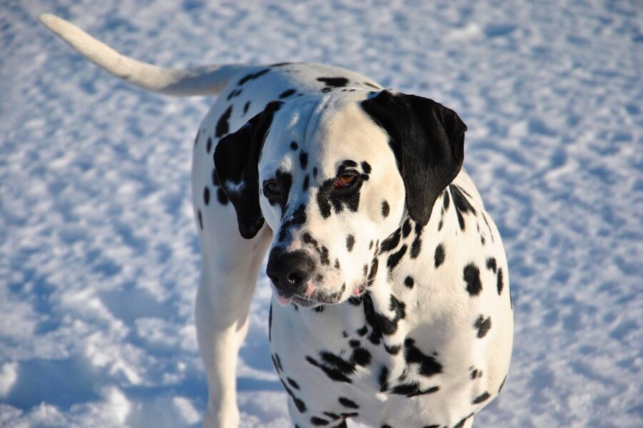 cane sulla neve