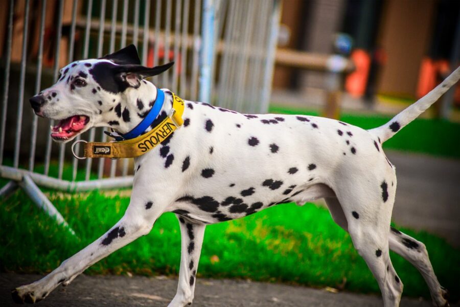 cane dalmata che cammina