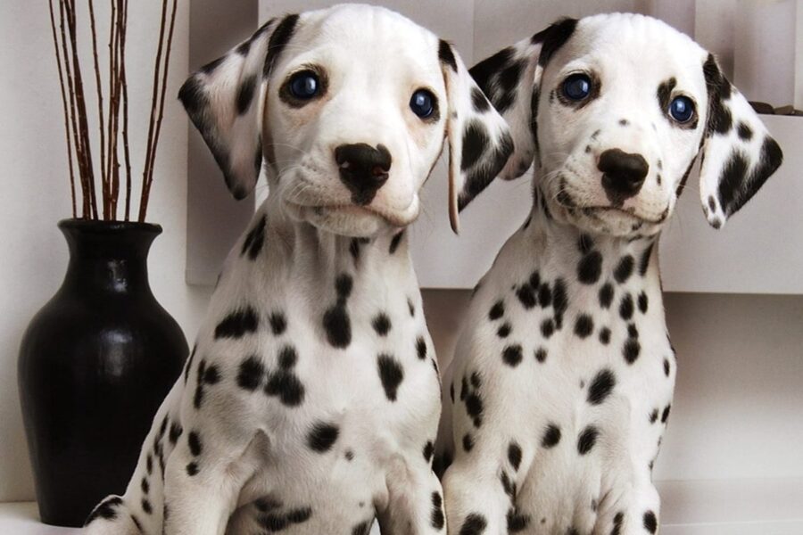 cuccioli di dalmata