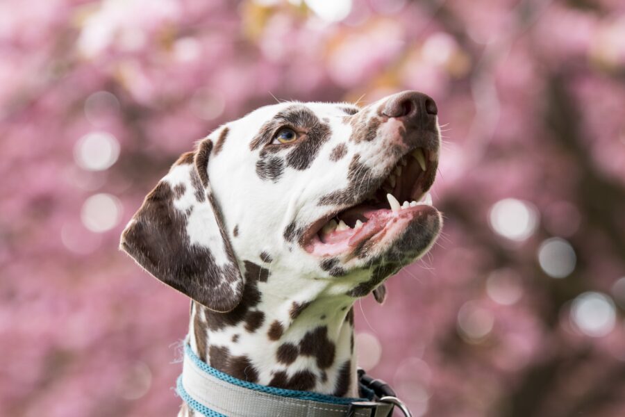 Dalmata: carattere, cure, curiosità e consigli su questa razza