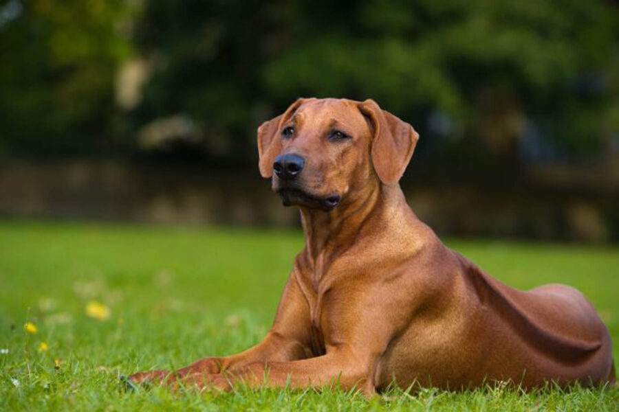 cane sdraiato su prato