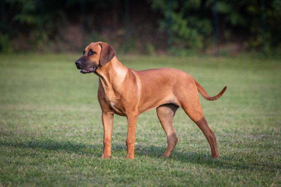 cane dal mantello caramello