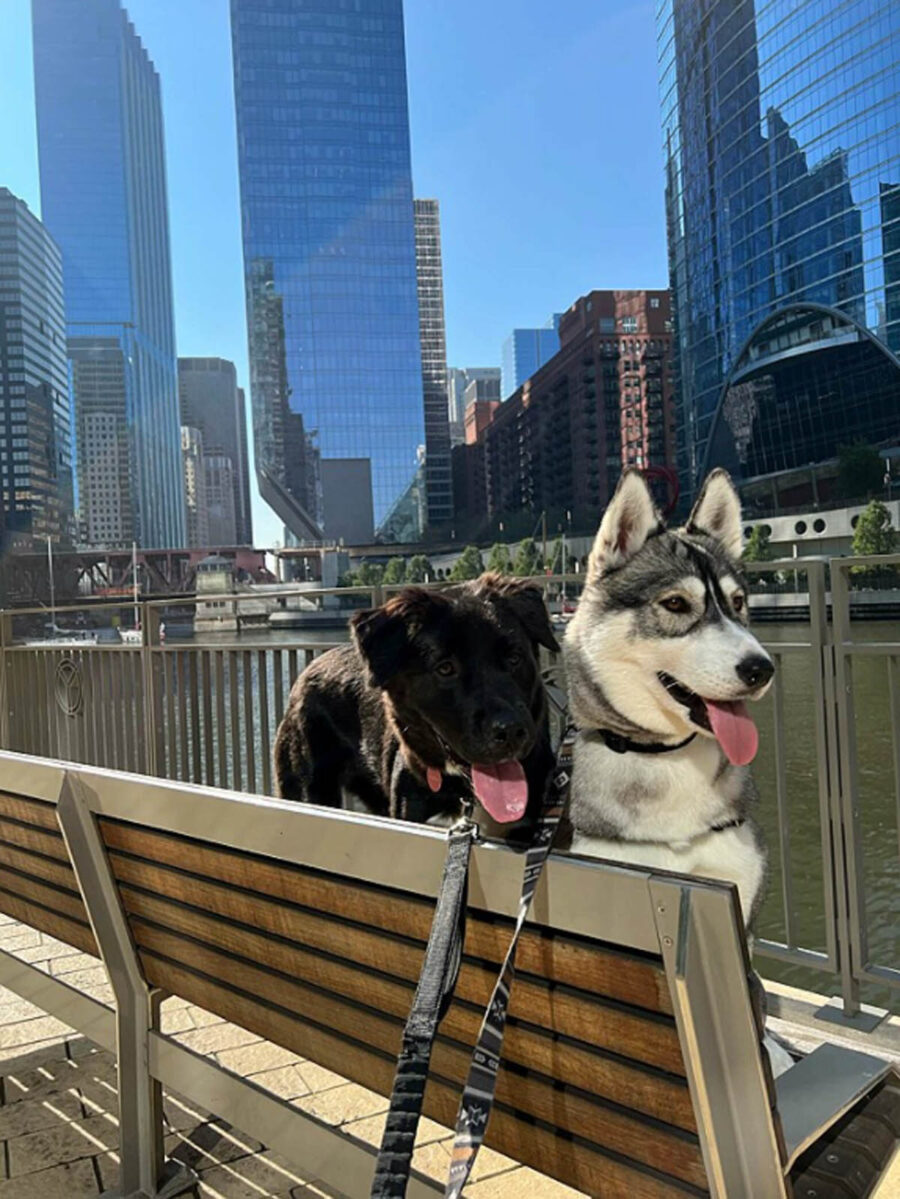due cani su una panchina