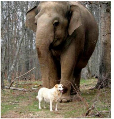 Cucciolo di cane che diventa il migliore amico di un elefante