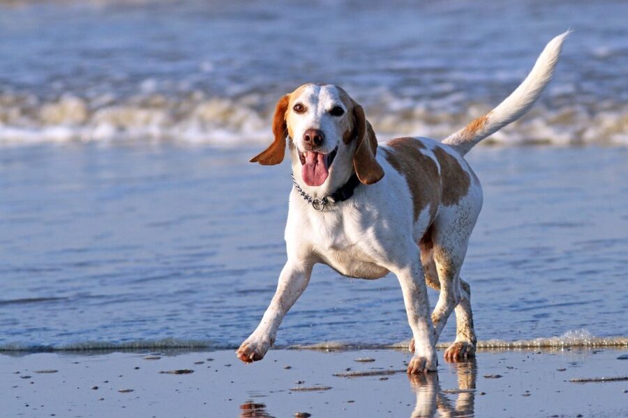 cane sulla spiaggia