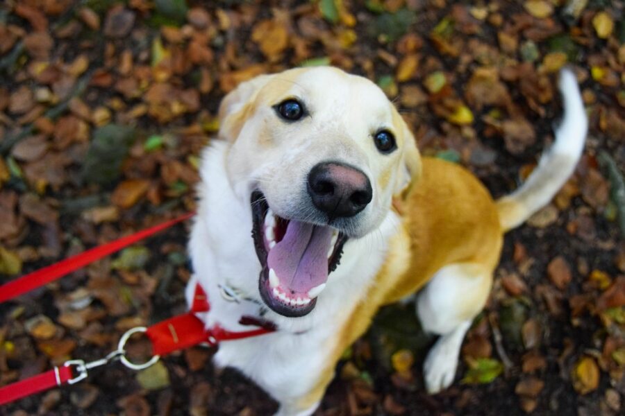 cane felice al parco