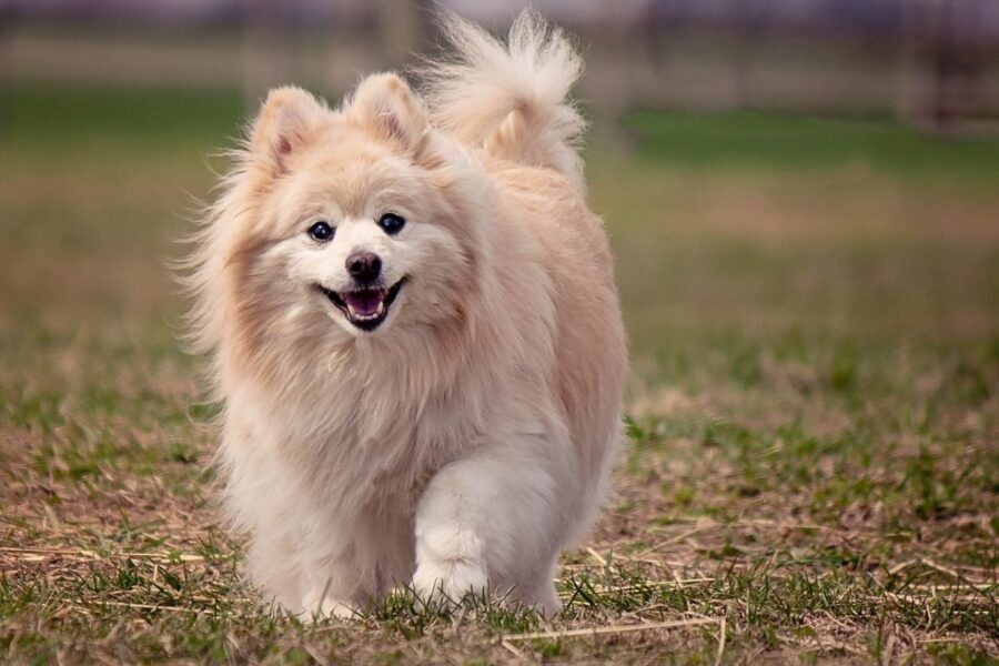 cane felice sul prato