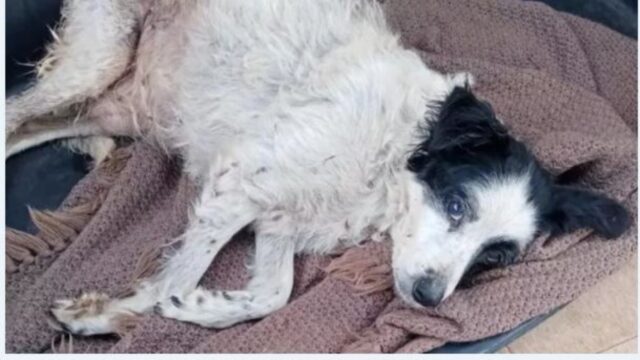 Cucciolo di cane abbandonato dopo 16 anni insieme