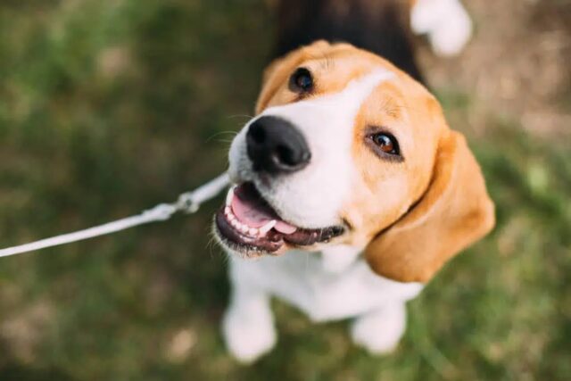 Furto di cuccioli di cane: il Regno Unito cerca di correre ai ripari con una nuova legge