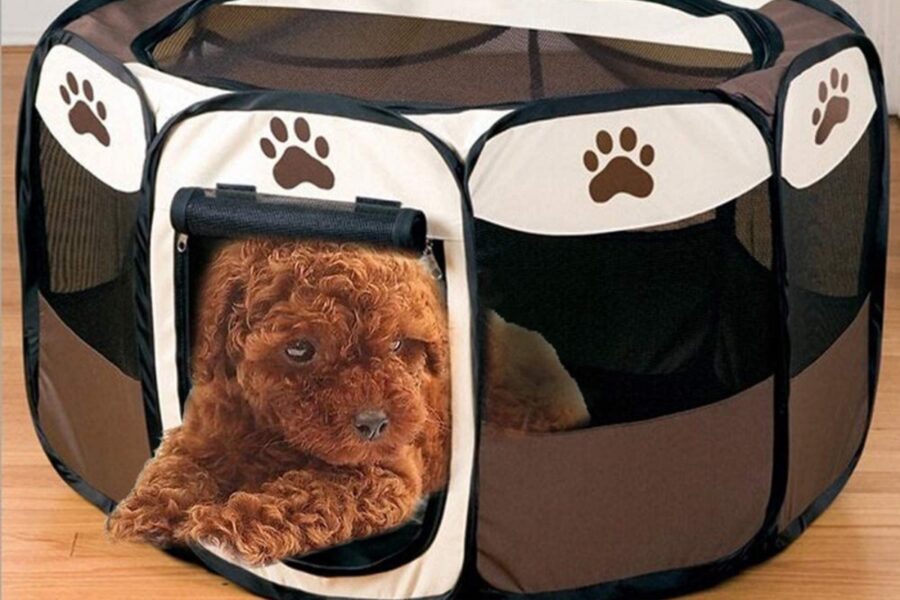 box per cane