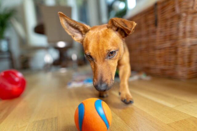 5 giochi autunnali per cani, i migliori da fare a casa