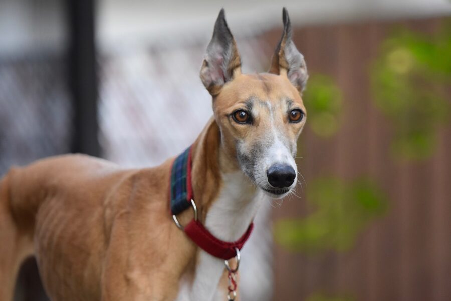 cane greyhound rosso