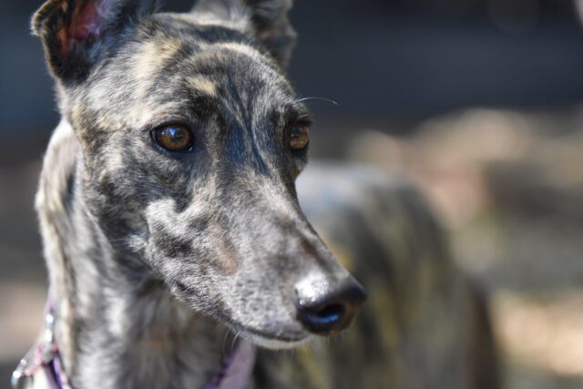 Greyhound: carattere, indole, consigli e curiosità su questa razza di cane