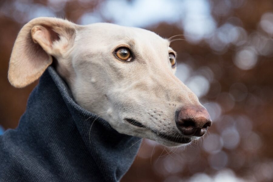 cane col maglione