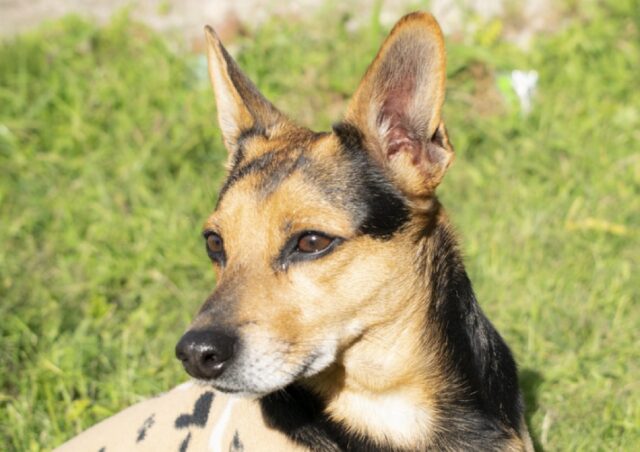 Gricignano di Aversa, un simil Pinscher risulta smarrito, Rubble deve tornare dalla sua famiglia