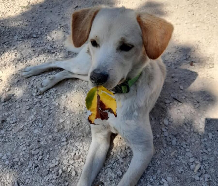 cane miele foglia in bocca