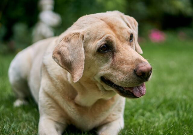 Gubbio, famiglia denuncia la scomparsa della povera Miele, la cagnolina è in pericolo