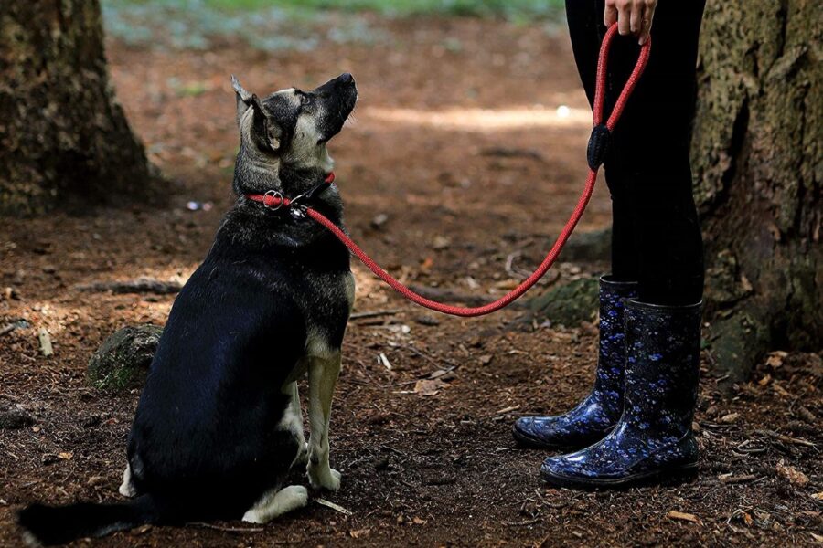 cane ascolta proprietaria