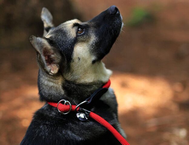 5 guinzagli per cuccioli di cane, i migliori per il nostro Fido