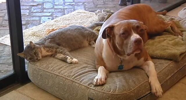 Jack il cucciolo di Pitbull ha difeso il suo fratello gatto (VIDEO)