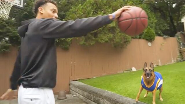 Koa il cucciolo di Pastore tedesco gioca con il suo padrone a basket (VIDEO)