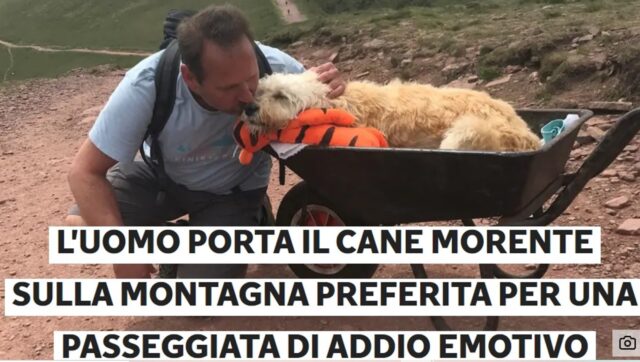 Il cucciolo di labradoodle Monty scala per l’ultima volta la sua montagna preferita