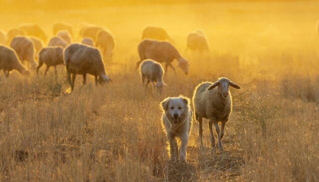 Cuccioli di cane avvelenati per far pascolare le pecore
