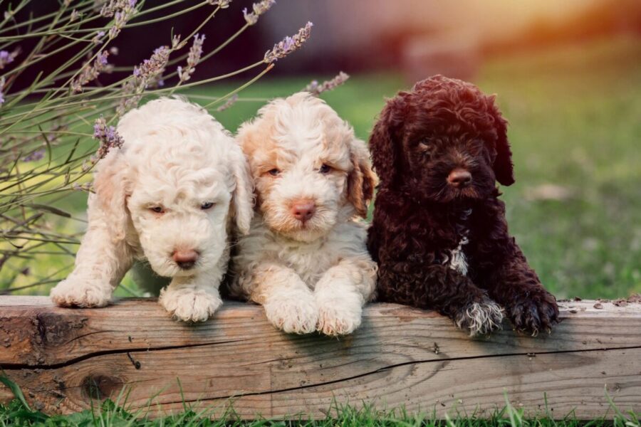 cuccioli di cane su tronco