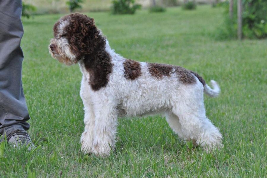 cane con manto bianco e marrone