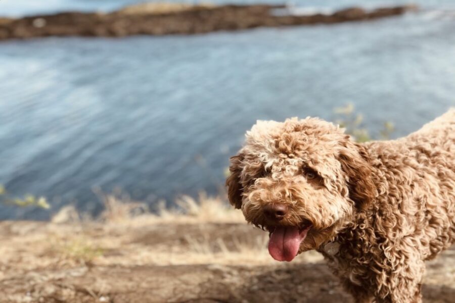 cane al lago