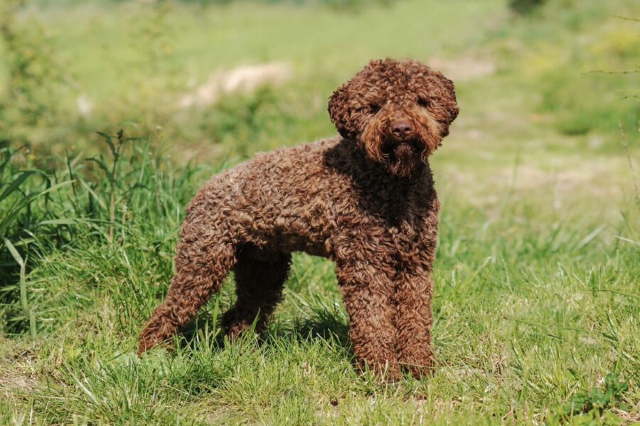 cane in campagna