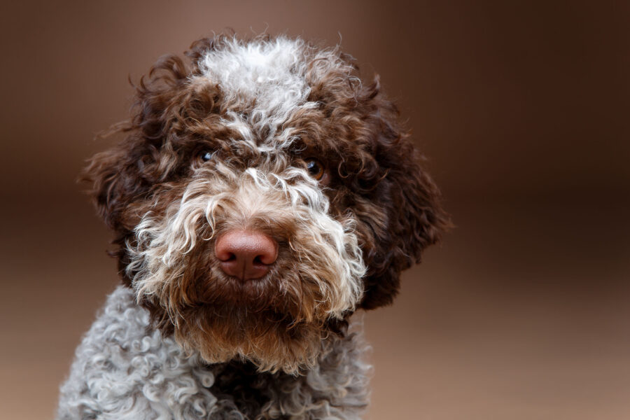 Lagotto Romagnolo: carattere, cure, curiosità e consigli su questa razza