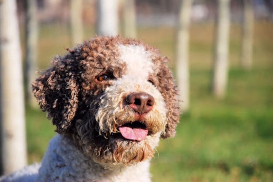 cane con la lingua di fuori