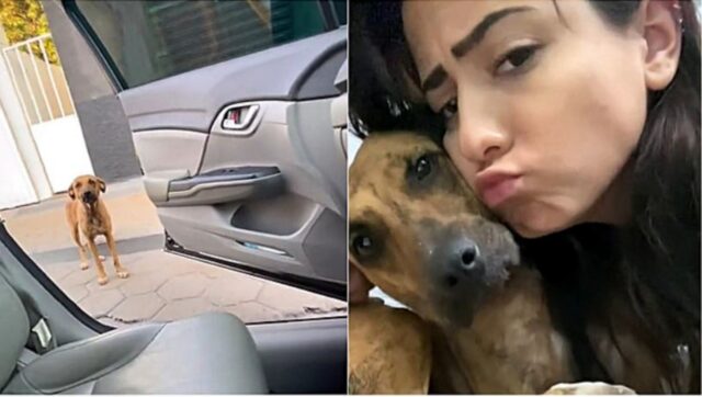 Cucciolo di cane adottato di fronte ad una palestra