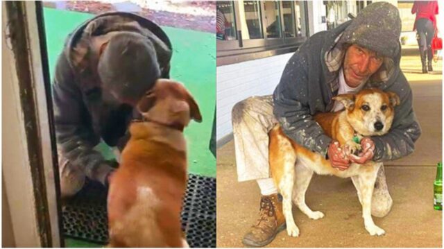 Cucciolo di cane che riempie la vita di un lavoratore