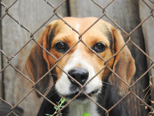 Cuccioli di cane trovano casa grazie ai volontari del Lazio