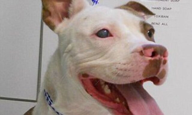 Lefty il cucciolo di Pitbull ha difeso il suo padrone da degli intrusi